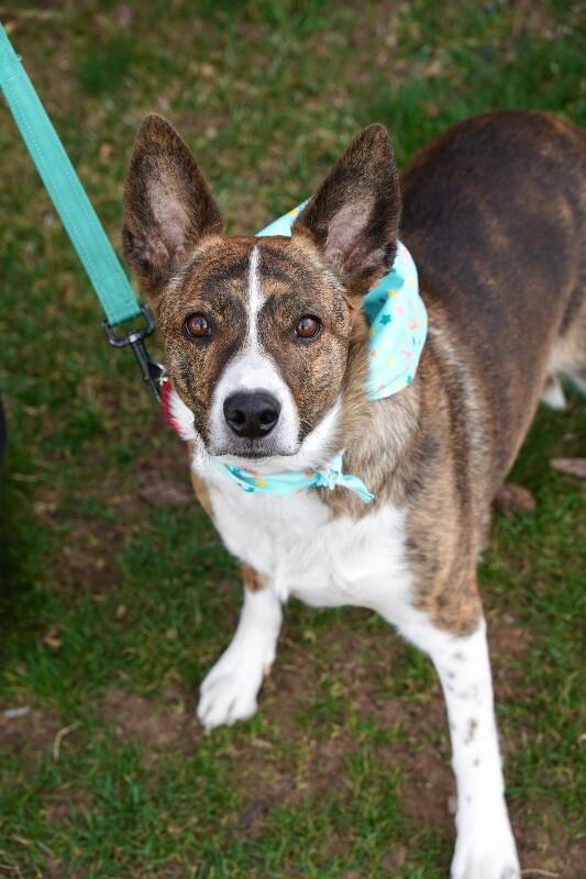 Eve, a Adoptable Border Collie in Fruit Heights, UT image 6/6