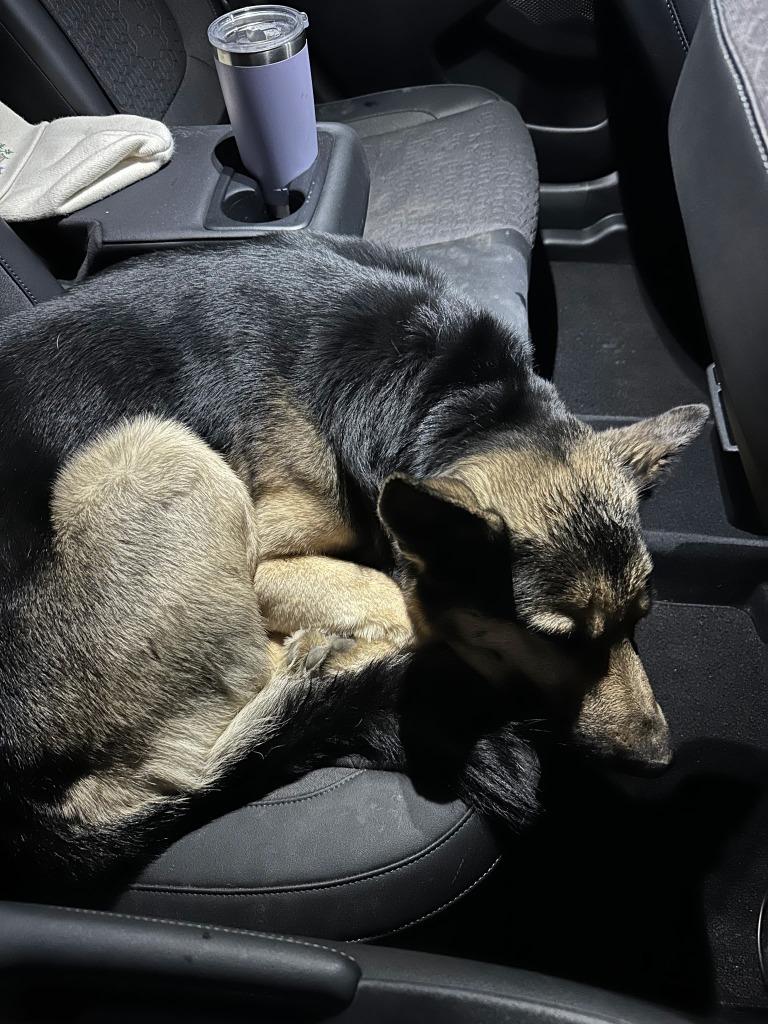 Enlarge HANK, a Adoptable German Shepherd Dog in Fremont, OH image 1/2