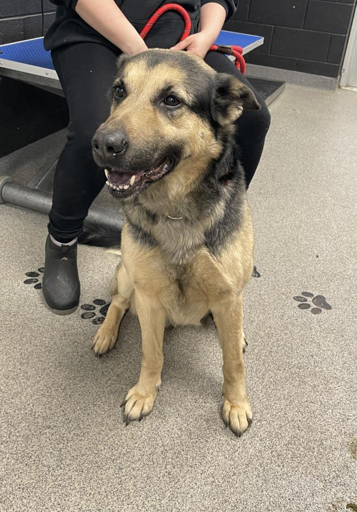 Enlarge HANK, a Adoptable German Shepherd Dog in Fremont, OH image 2/2