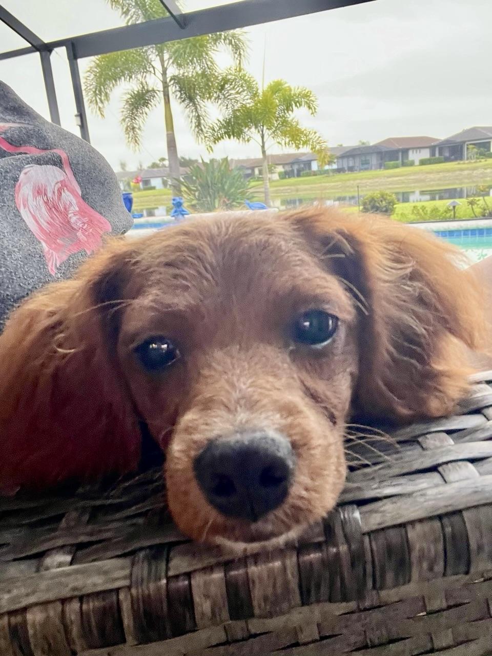 Enlarge Love Me Tender!!!, a ADOPTABLE Cockapoo in Fort Myers Beach, FL image 2/2