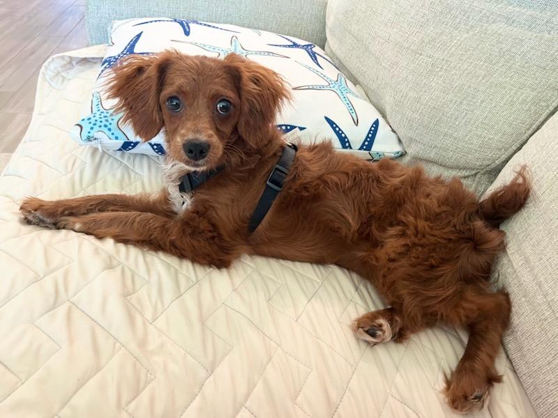 Enlarge Love Me Tender!!!, a ADOPTABLE Cockapoo in Fort Myers Beach, FL image 1/2