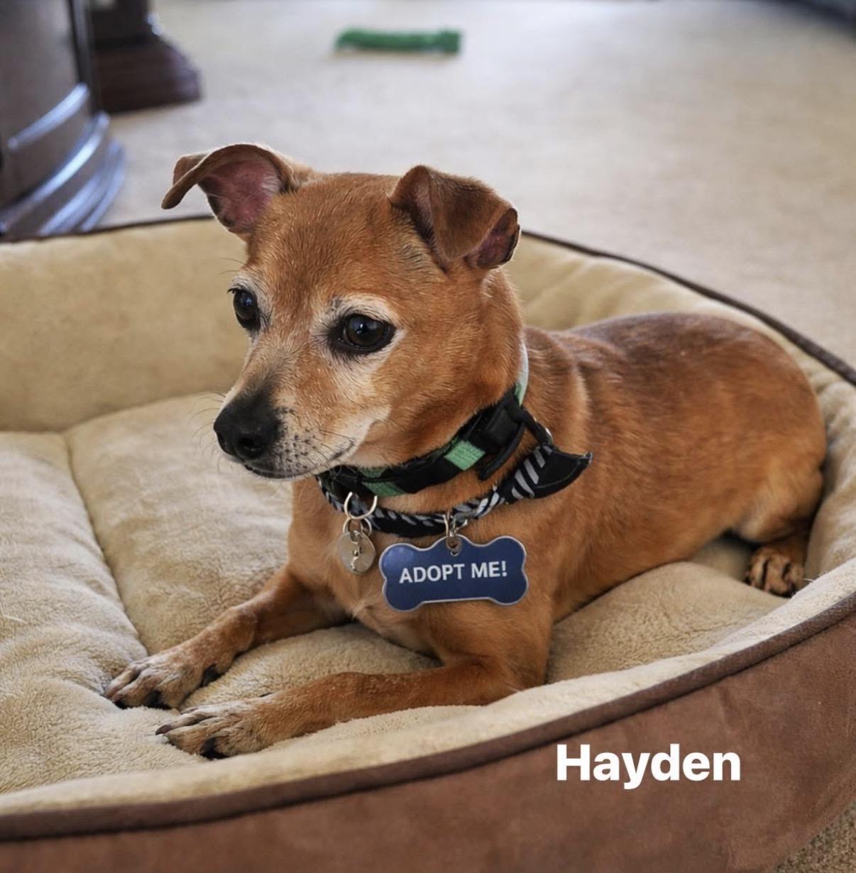 Hayden, ADOPTABLE, Senior Male Mixed Breed.