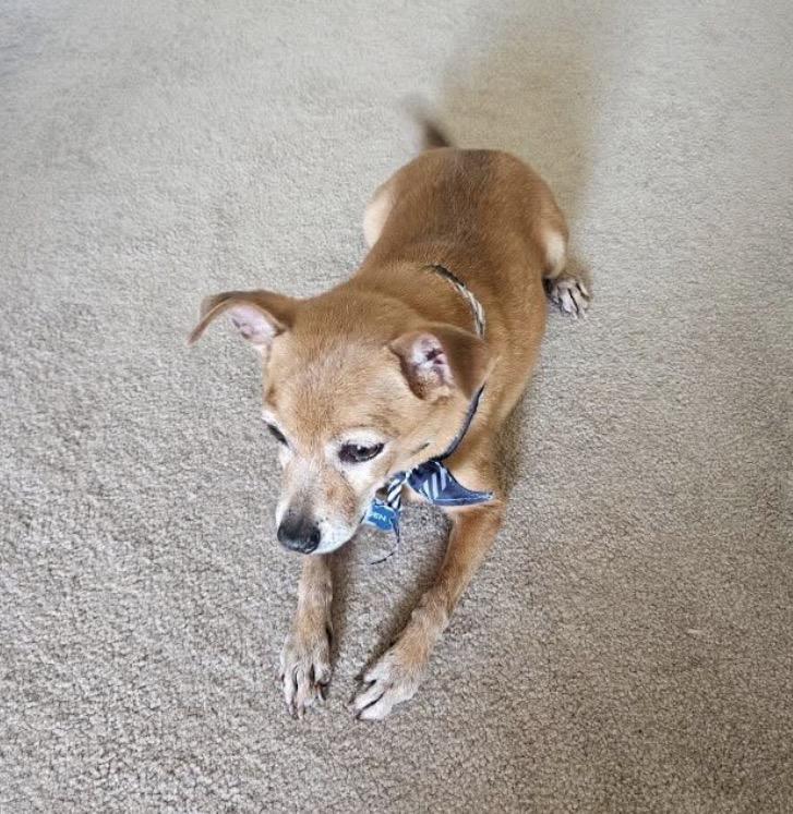 Enlarge Hayden, a ADOPTABLE Mixed Breed in Maineville, OH image 2/3