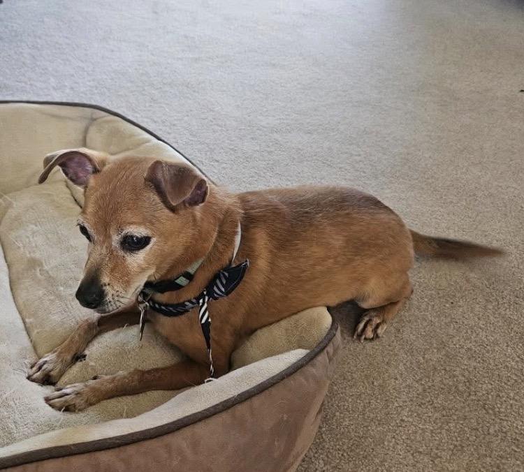 Enlarge Hayden, a ADOPTABLE Mixed Breed in Maineville, OH image 3/3