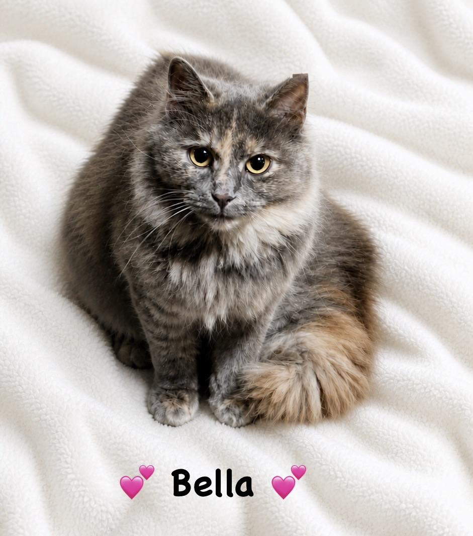 Enlarge Bella, a ADOPTABLE Dilute Tortoiseshell in Copley, OH image 1/1