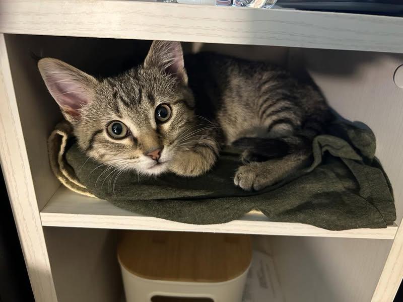 Enlarge Ekko, a Adopted mixed breed in Hoisington, KS image 1/1