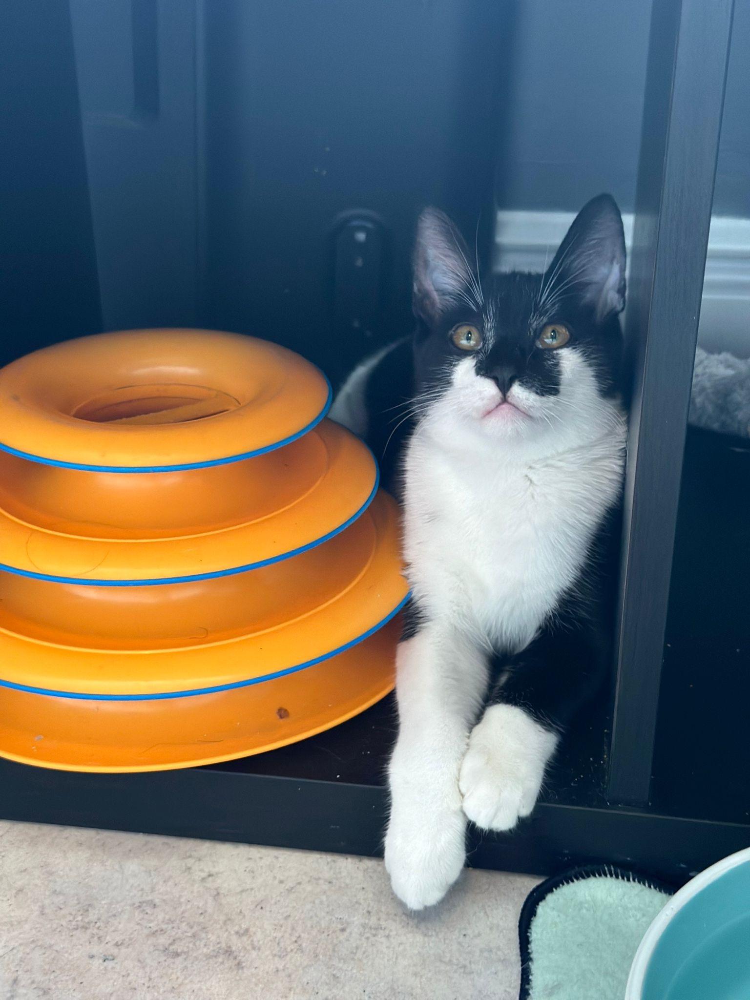 Felix an adorable black and white kitten recently rescued and ready to steal your heart He is very
