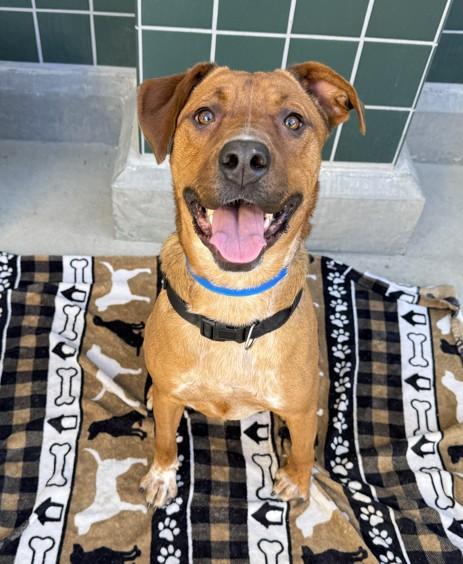 HUEY, Adoptable, Adult Male German Shepherd Dog & Mixed Breed.