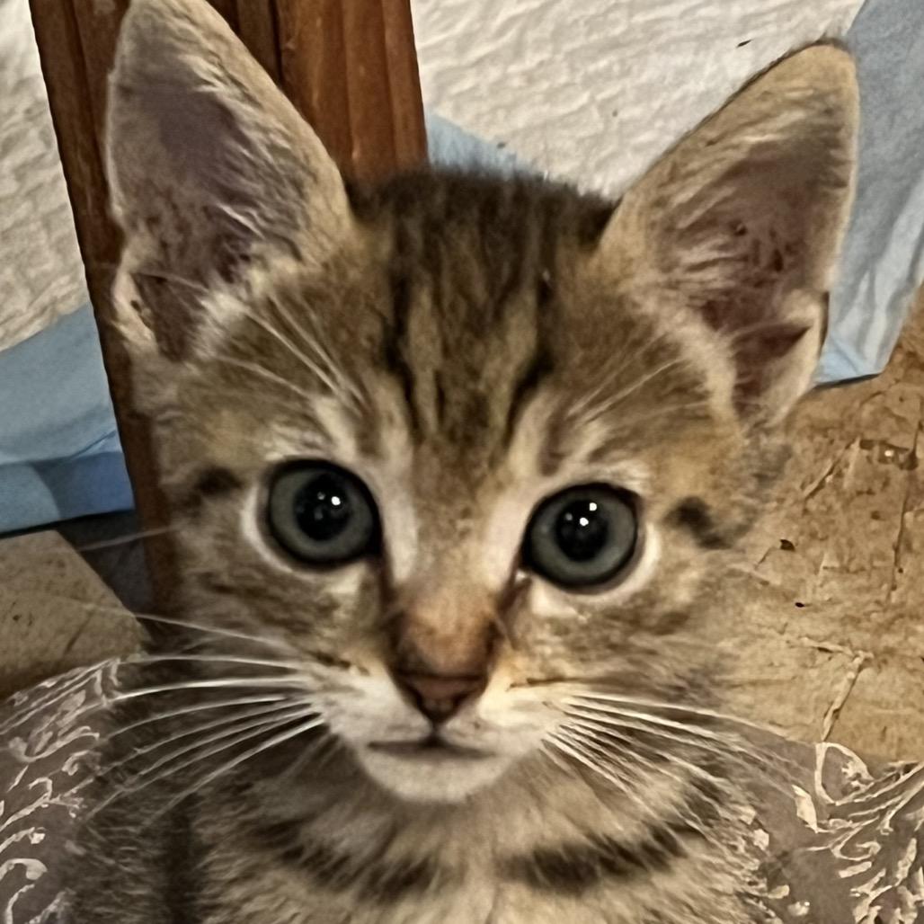 Ludakris, Adoptable, Kitten Male Domestic Short Hair & Domestic Short Hair.