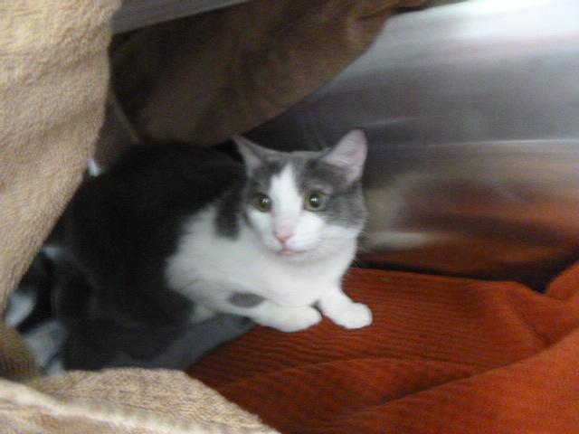 BENNY, Adoptable, Adult Male Domestic Short Hair.