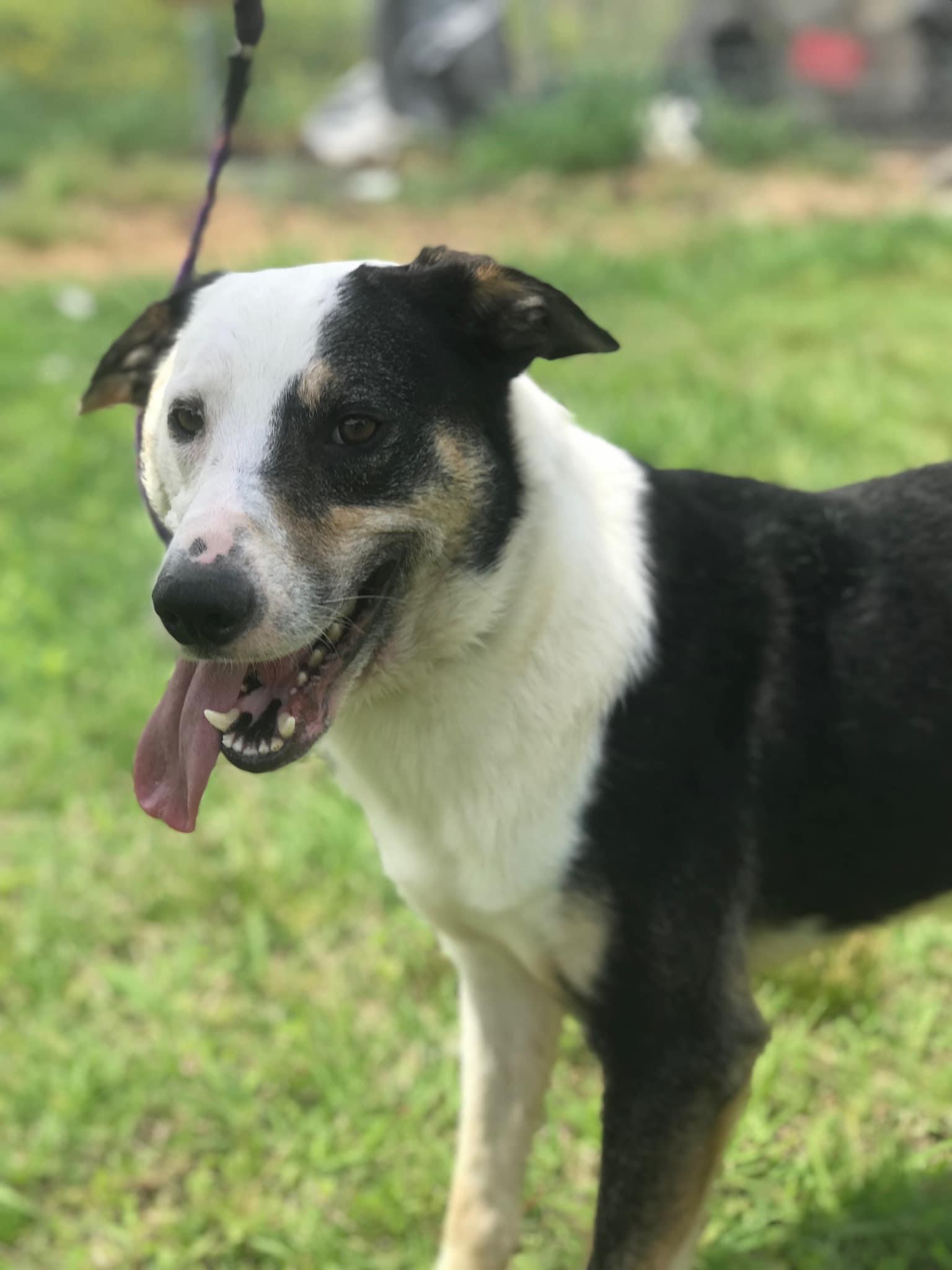Enlarge Sonny, a Adoptable Mixed Breed in Bruce, MS image 1/1