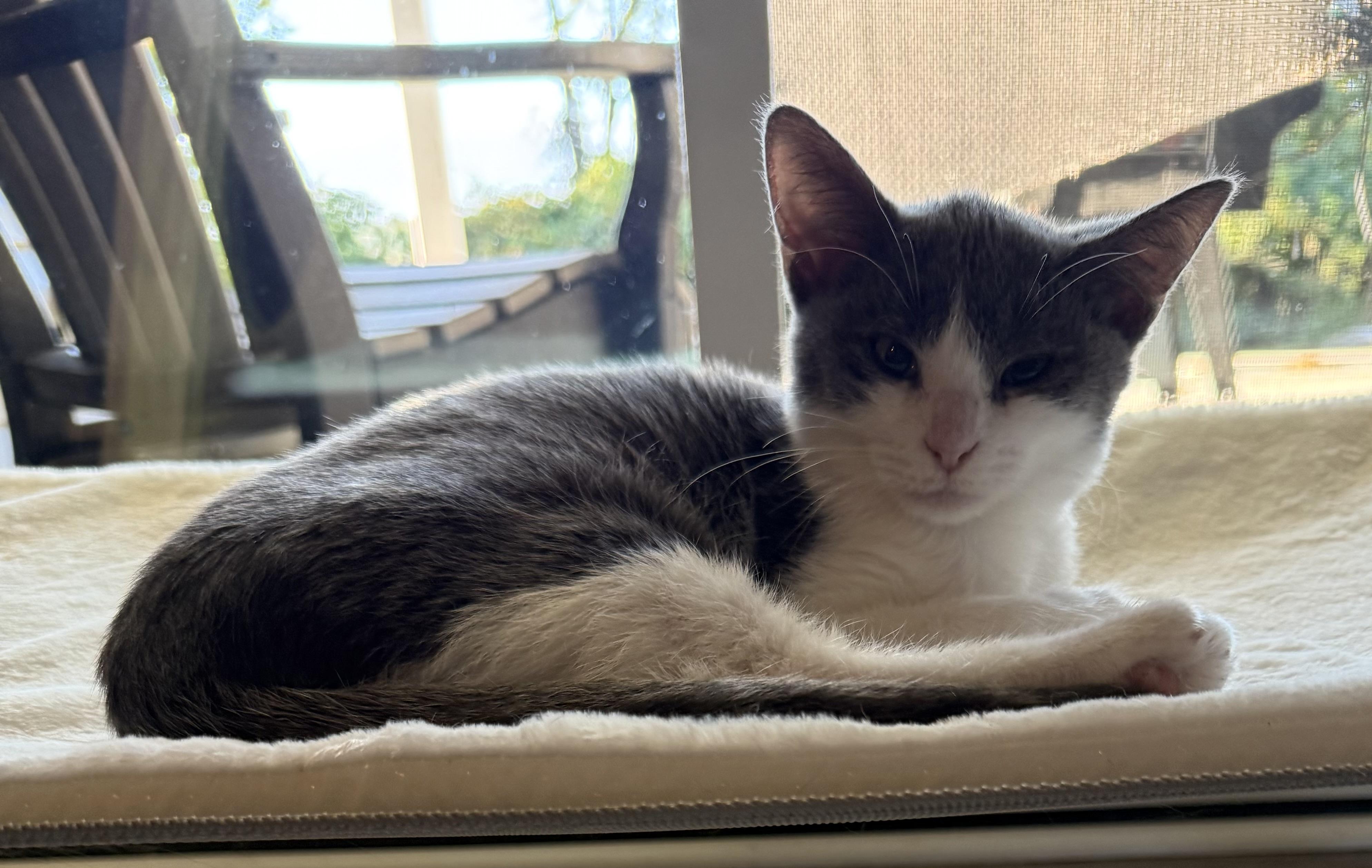 Enlarge Petunia, a Adoptable Domestic Short Hair in CANONSBURG, PA image 2/3