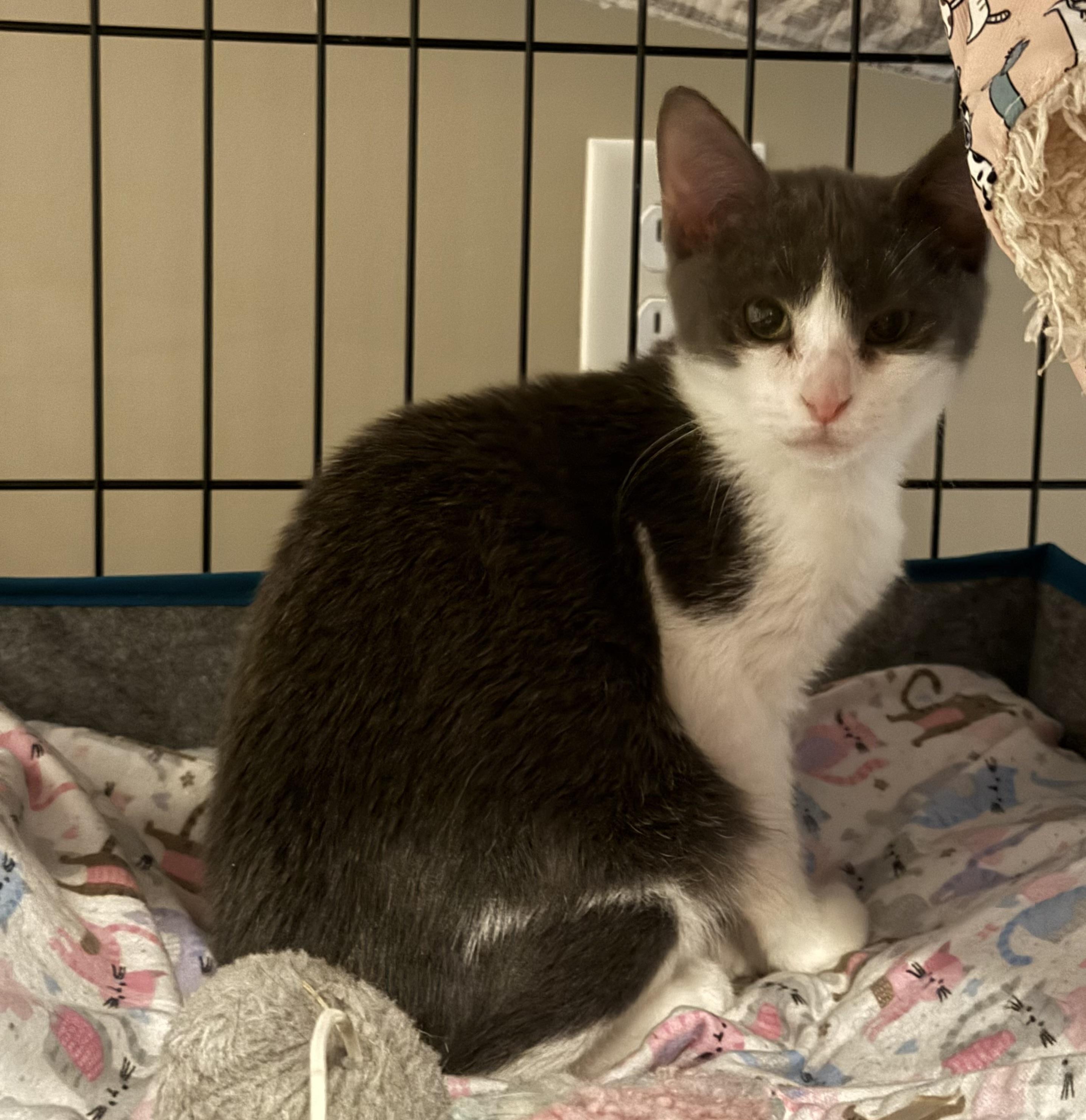 Enlarge Petunia, a Adoptable Domestic Short Hair in CANONSBURG, PA image 3/3