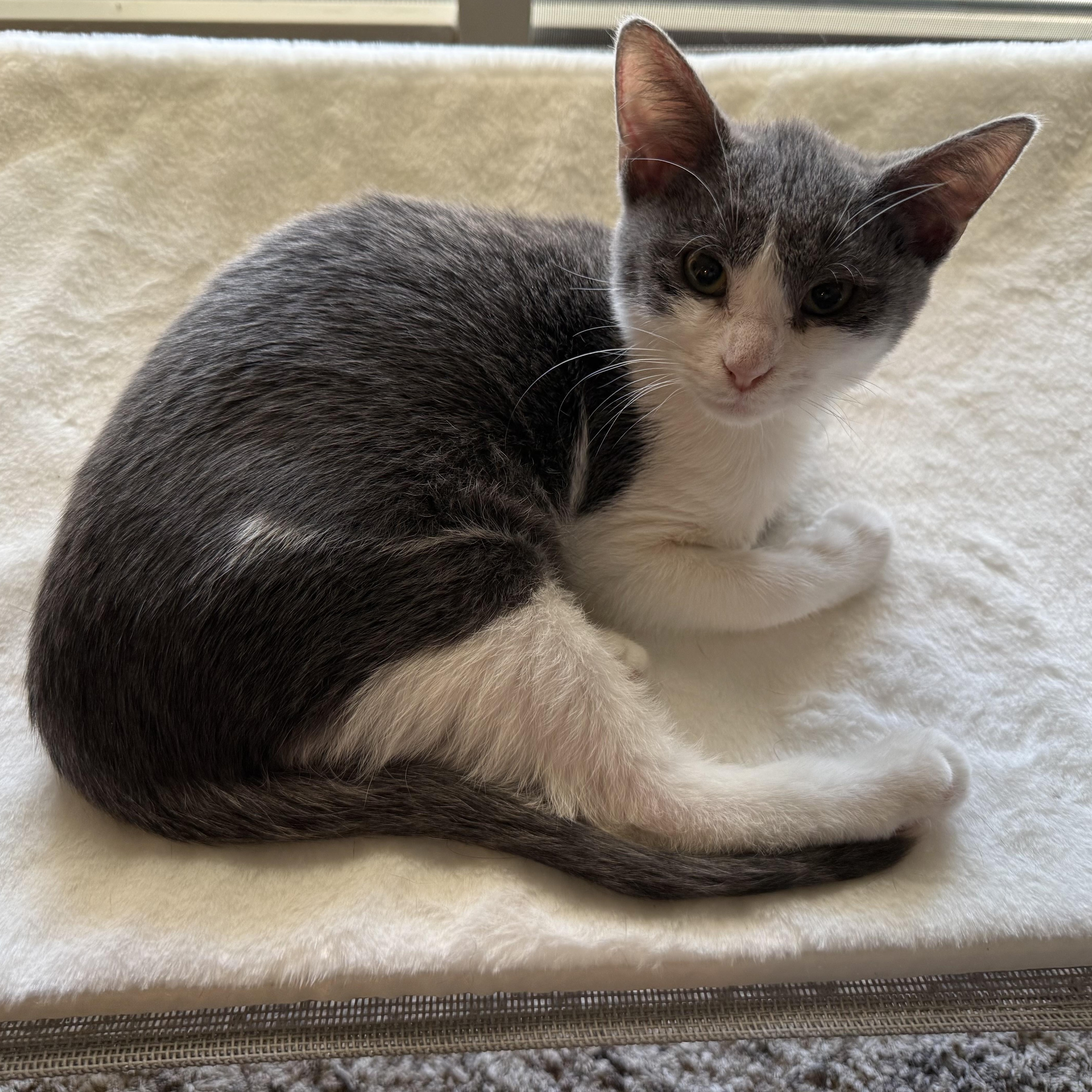 Enlarge Petunia, a Adoptable Domestic Short Hair in CANONSBURG, PA image 1/3