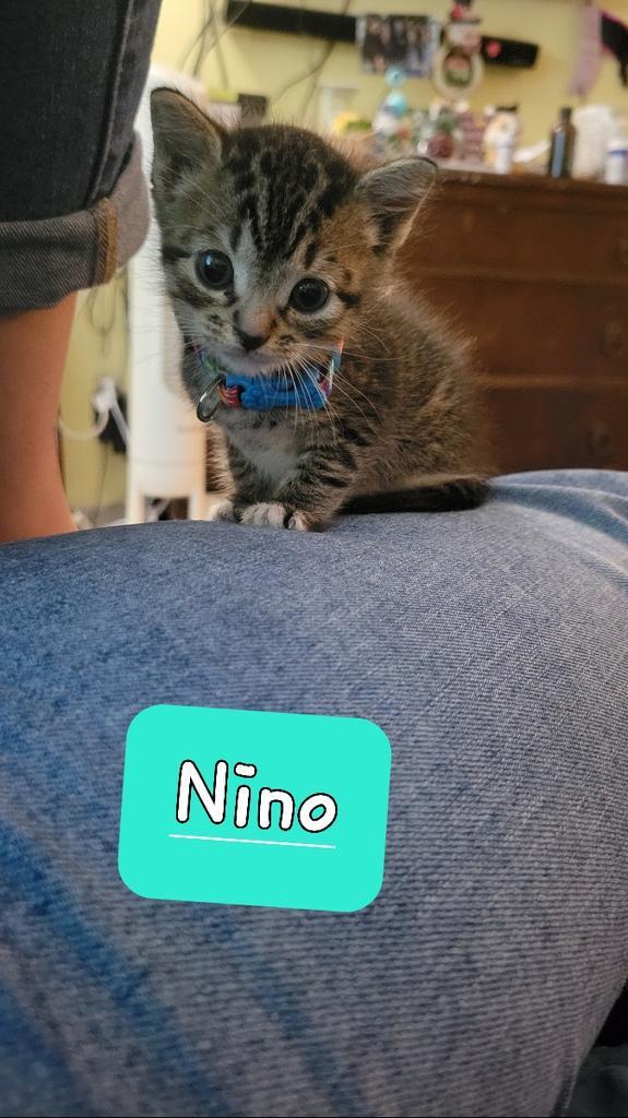 Enlarge Noni, a Adopted mixed breed in Tampa, FL image 1/1