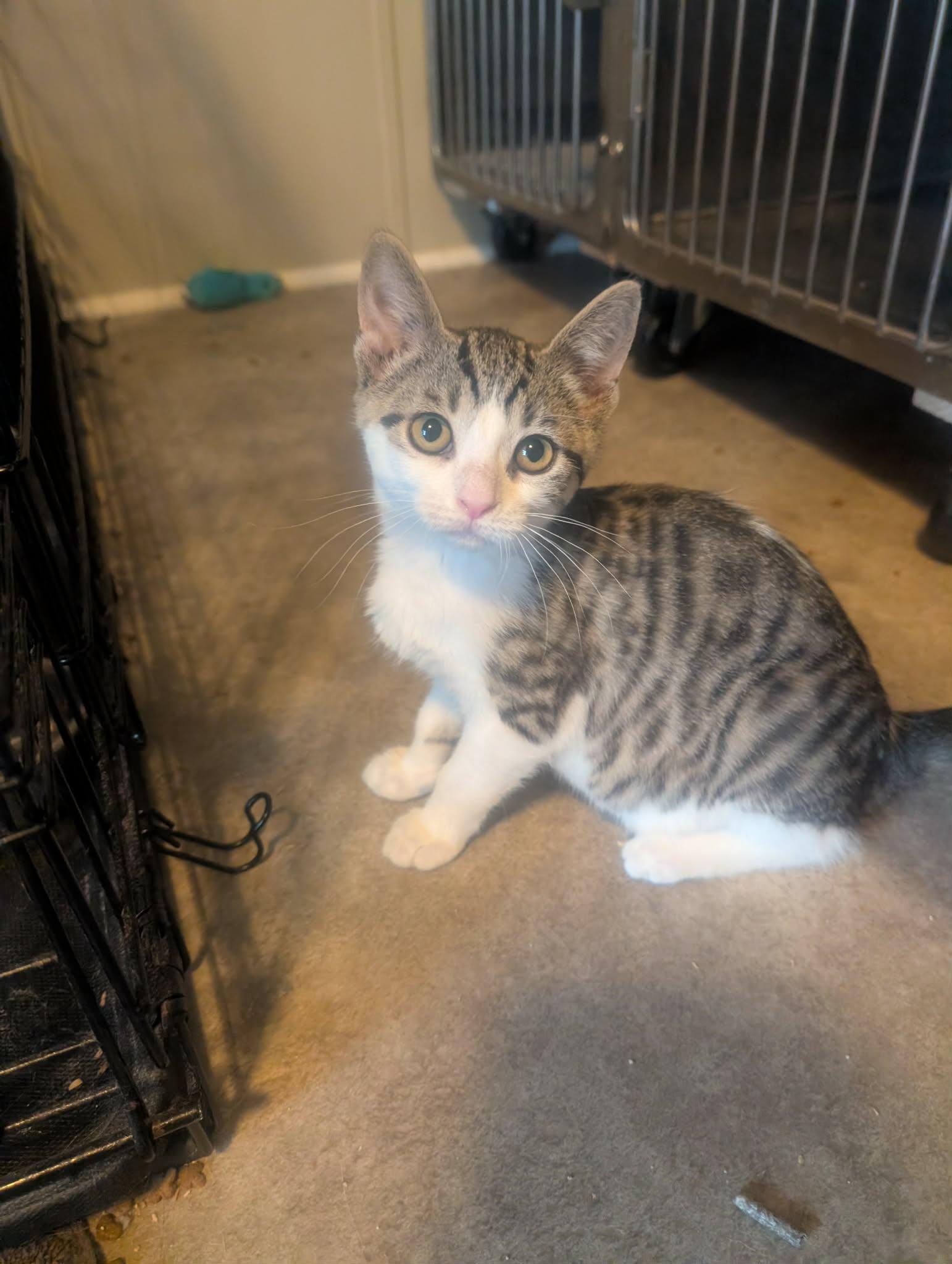 Pepper, adopted, Kitten Female Domestic Short Hair & Tabby.