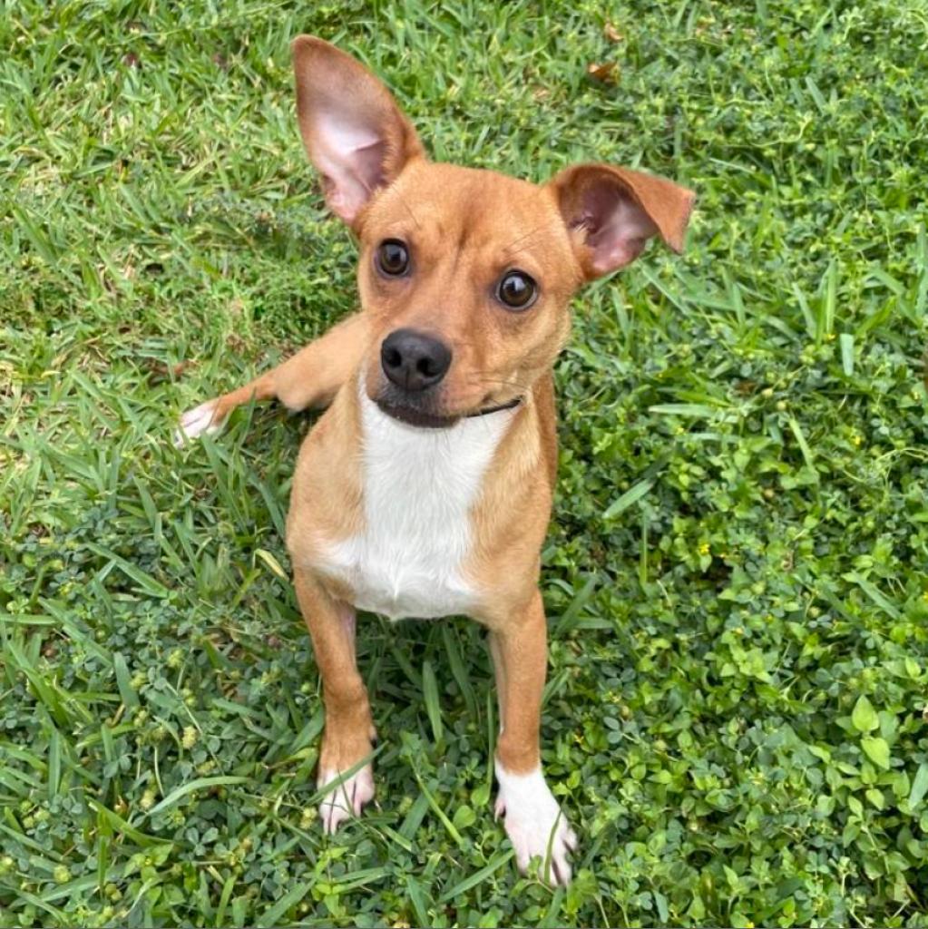 Canela, Adoptable, Adult Female Chihuahua & Mixed Breed.
