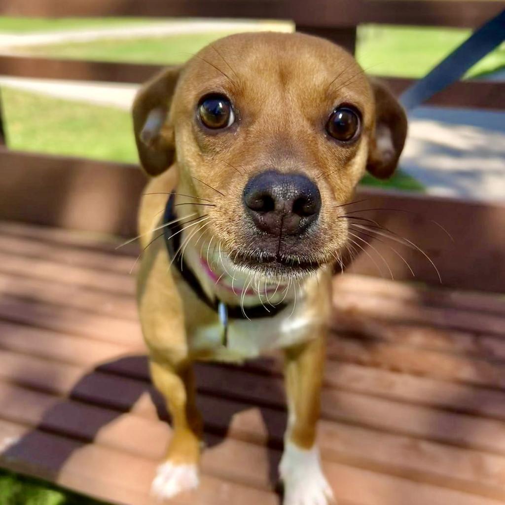 Canela, Adoptable, Adult Female Chihuahua & Mixed Breed.