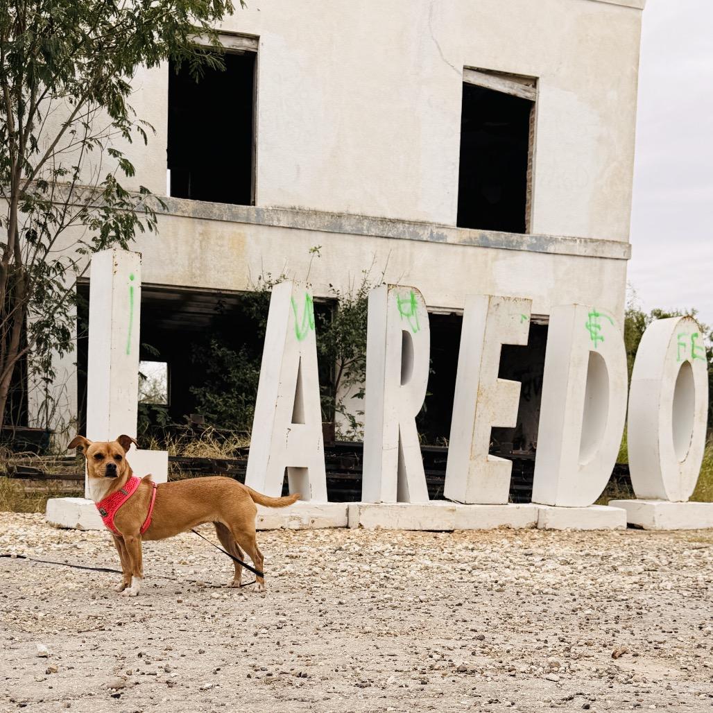 Canela, Adoptable, Adult Female Chihuahua & Mixed Breed.