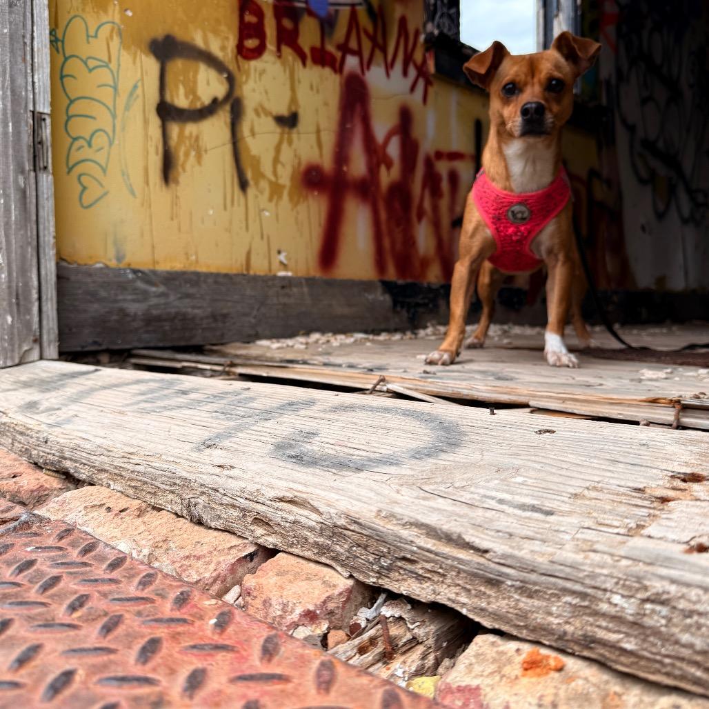 Enlarge Canela, a Adoptable mixed breed in Laredo, TX image 2/6