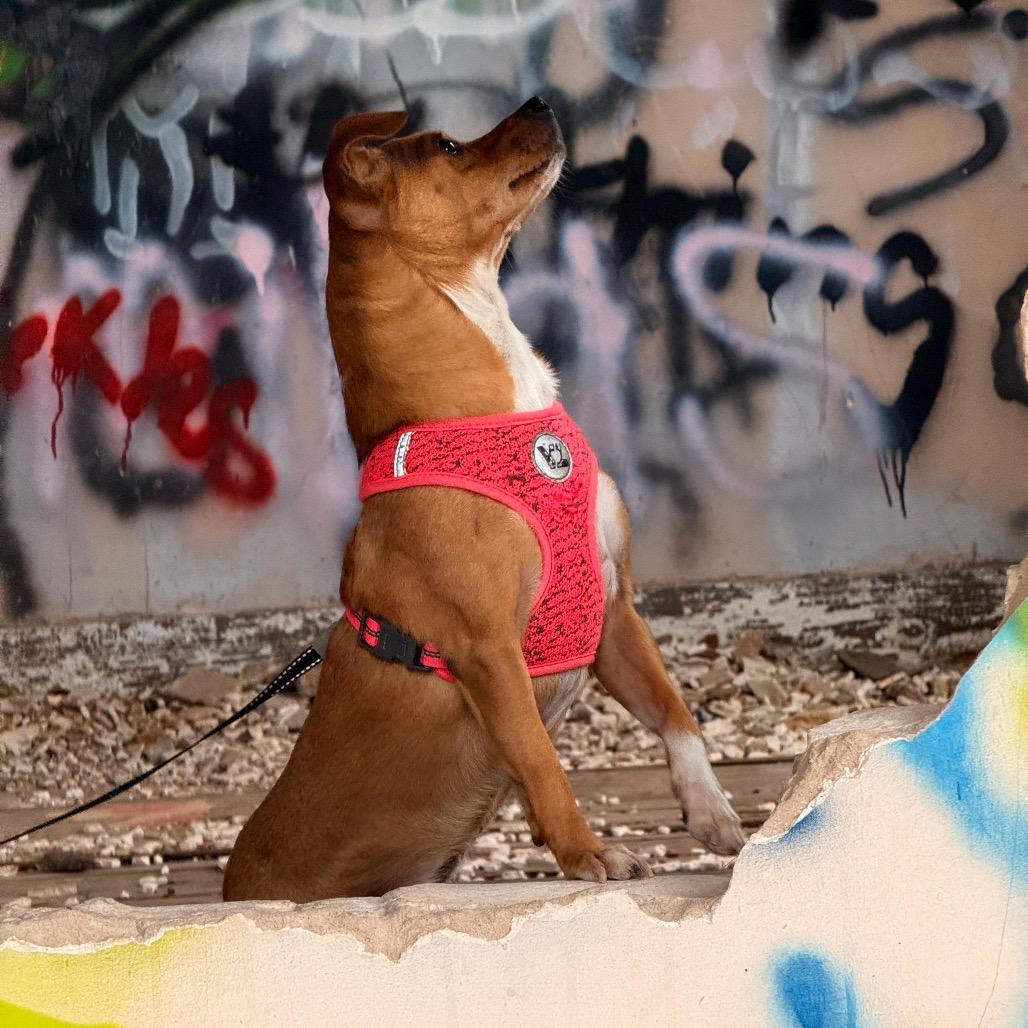 Enlarge Canela, a Adoptable mixed breed in Laredo, TX image 3/6