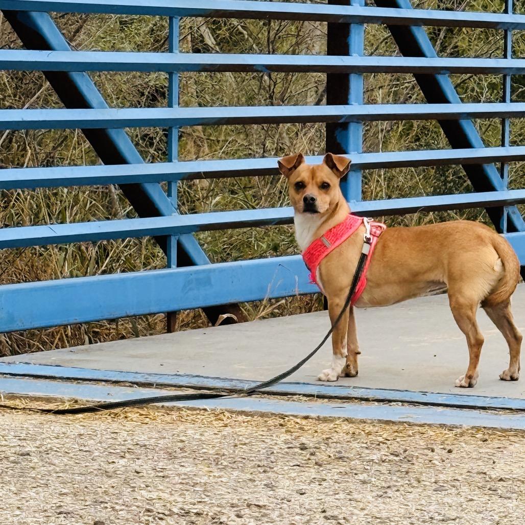 Enlarge Canela, a Adoptable mixed breed in Laredo, TX image 4/6