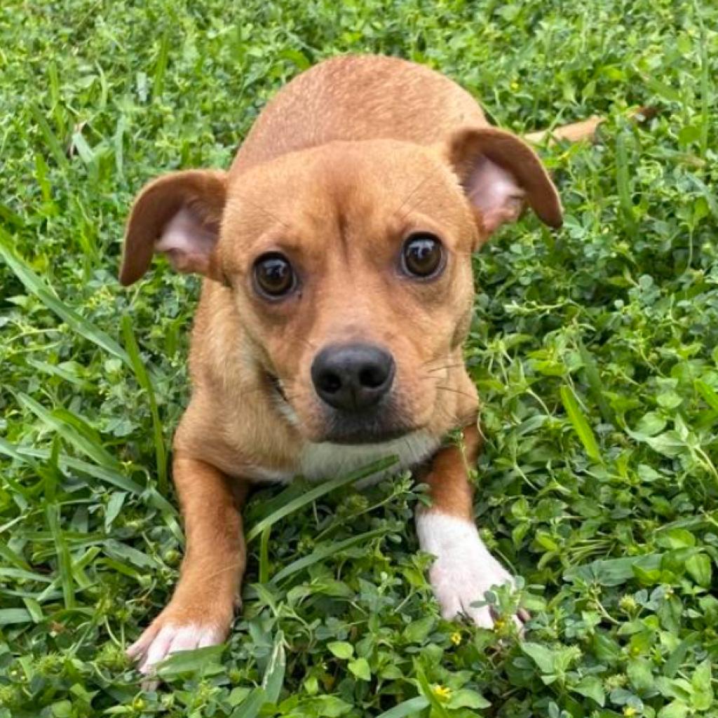 Canela, a Adoptable mixed breed in Laredo, TX image 3/5