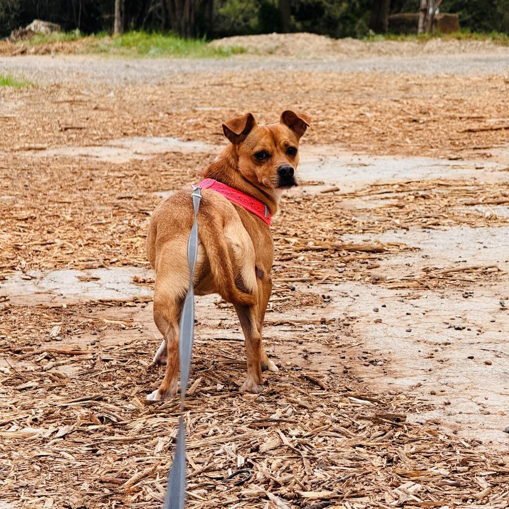 Enlarge Canela, a Adoptable mixed breed in Laredo, TX image 5/6