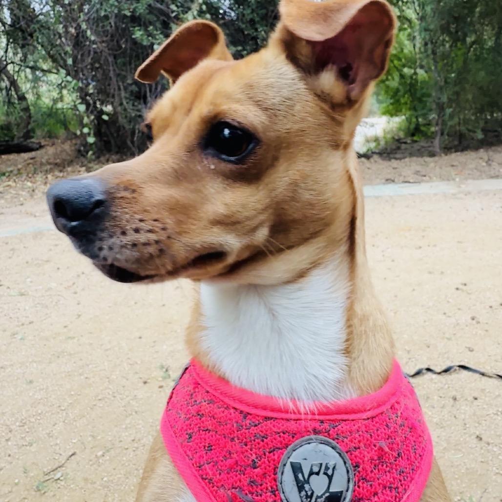 Enlarge Canela, a Adoptable mixed breed in Laredo, TX image 6/6