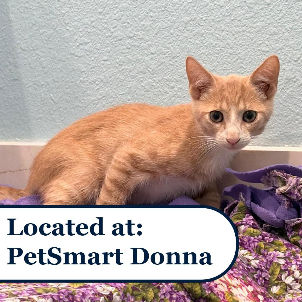Peach, Adoptable, Kitten Male Domestic Short Hair.