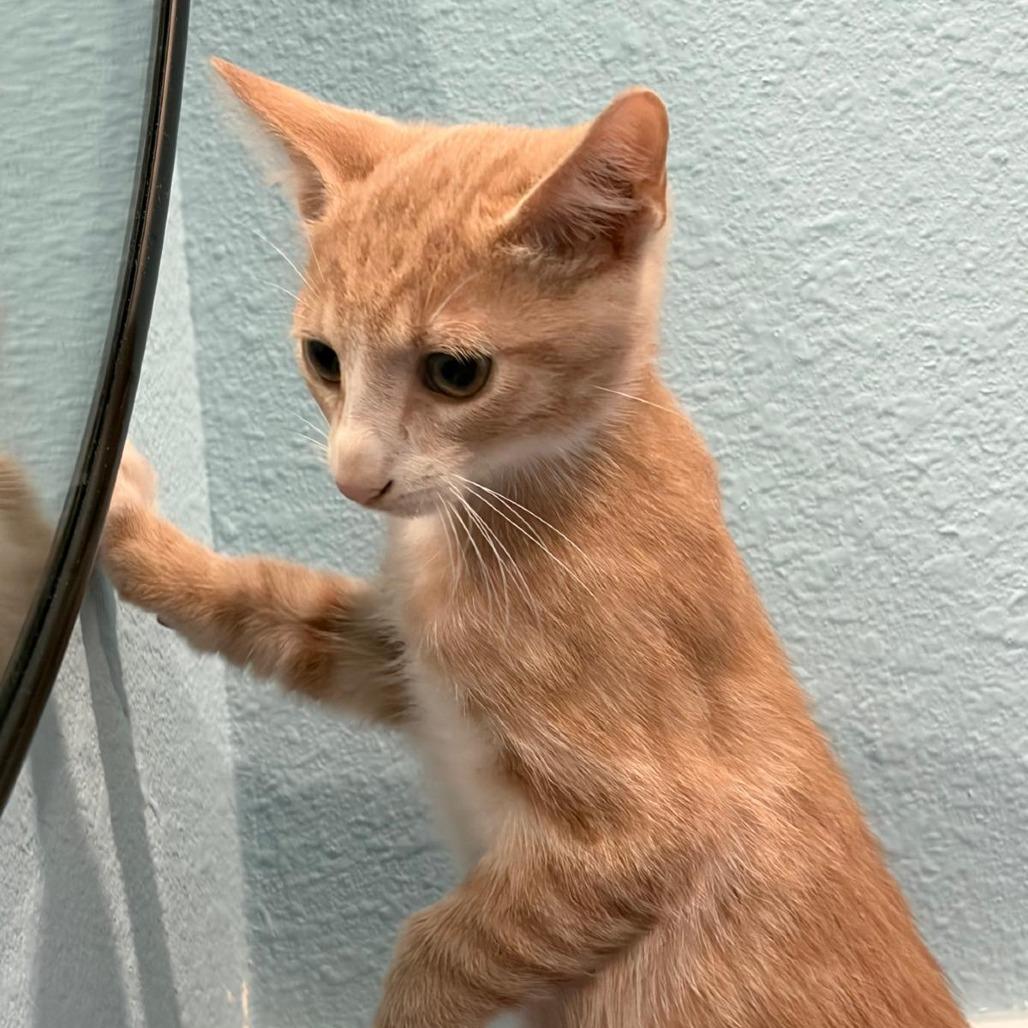 Enlarge Peach, a Adoptable Domestic Short Hair in Harlingen, TX image 2/2