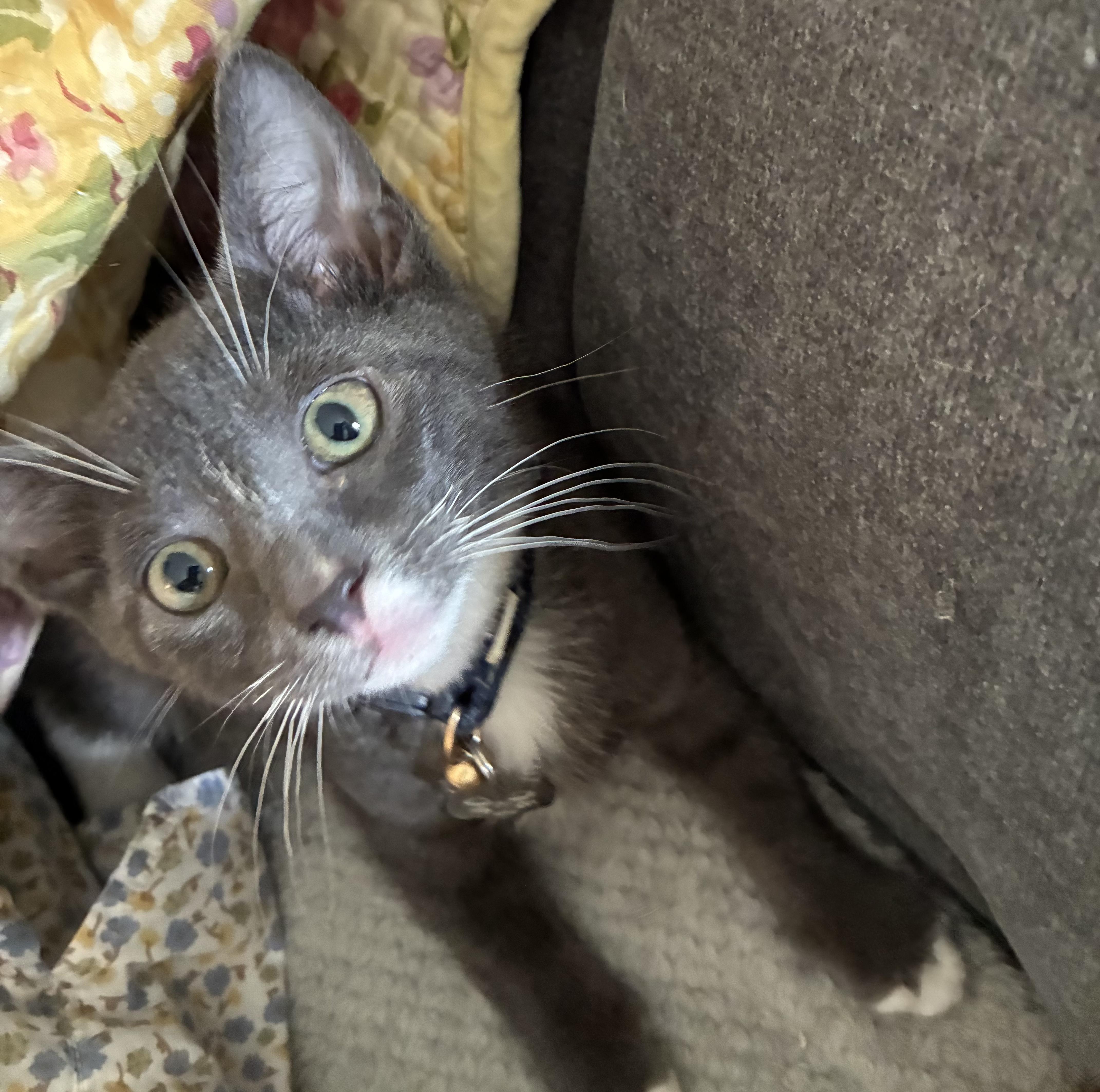 Hawkeye - Kitten avaiable for adoption on August 25, Adoptable, Kitten Male Domestic Short Hair.