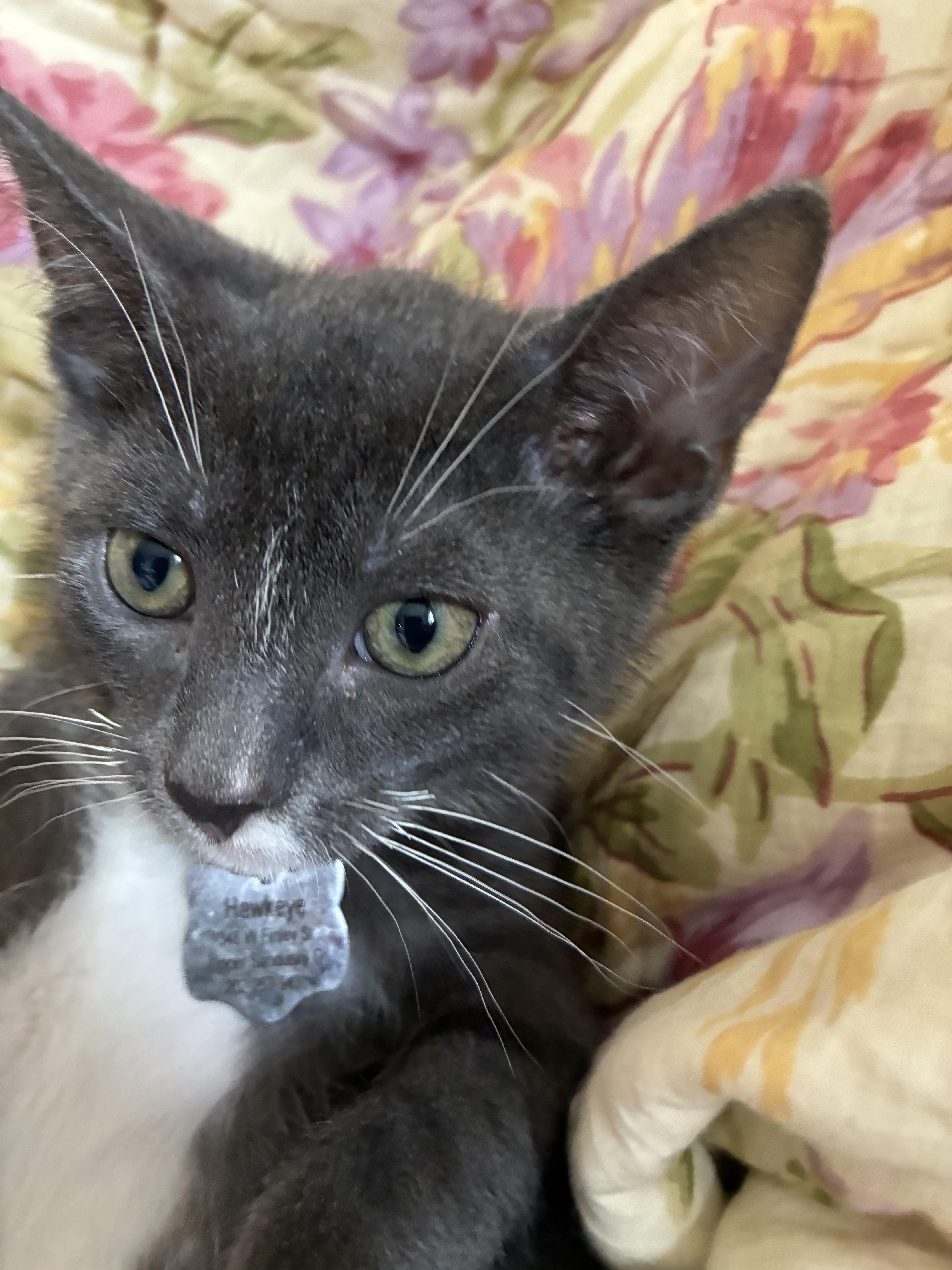 Enlarge Hawkeye - Kitten avaiable for adoption on August 25, a Adoptable Domestic Short Hair in Upper Sandusky, OH image 2/3