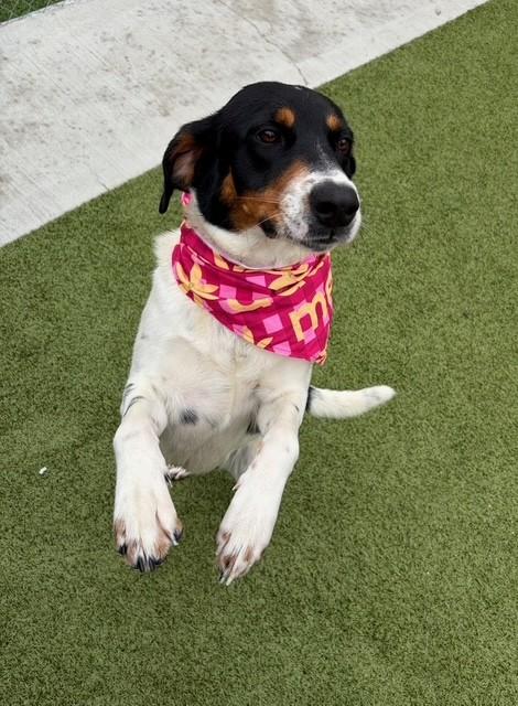 Enlarge Jelly Bean, a ADOPTABLE mixed breed in Fayetteville, AR image 3/5