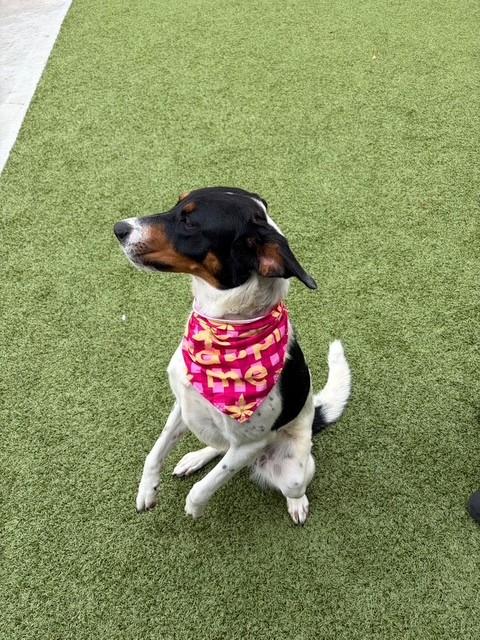 Enlarge Jelly Bean, a ADOPTABLE mixed breed in Fayetteville, AR image 5/5