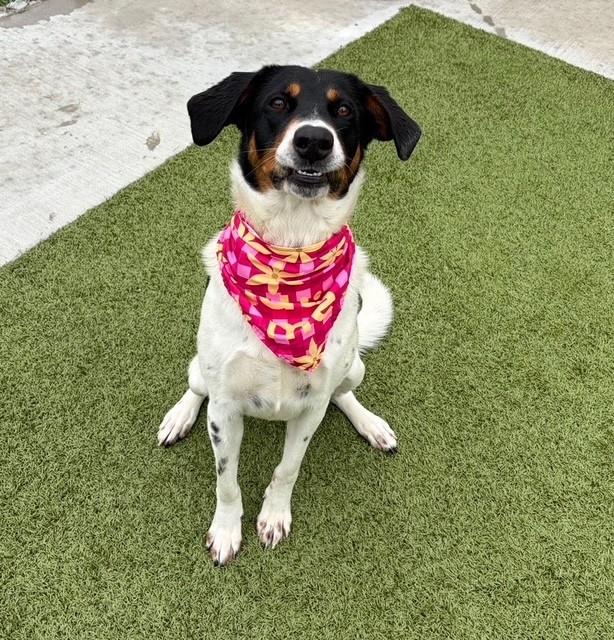 Enlarge Jelly Bean, a ADOPTABLE mixed breed in Fayetteville, AR image 1/5