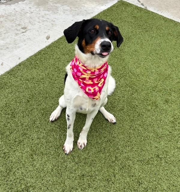 Enlarge Jelly Bean, a ADOPTABLE mixed breed in Fayetteville, AR image 4/5