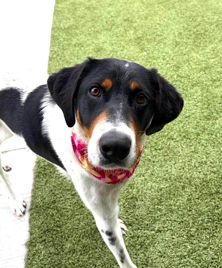Enlarge Jelly Bean, a ADOPTABLE mixed breed in Fayetteville, AR image 2/5