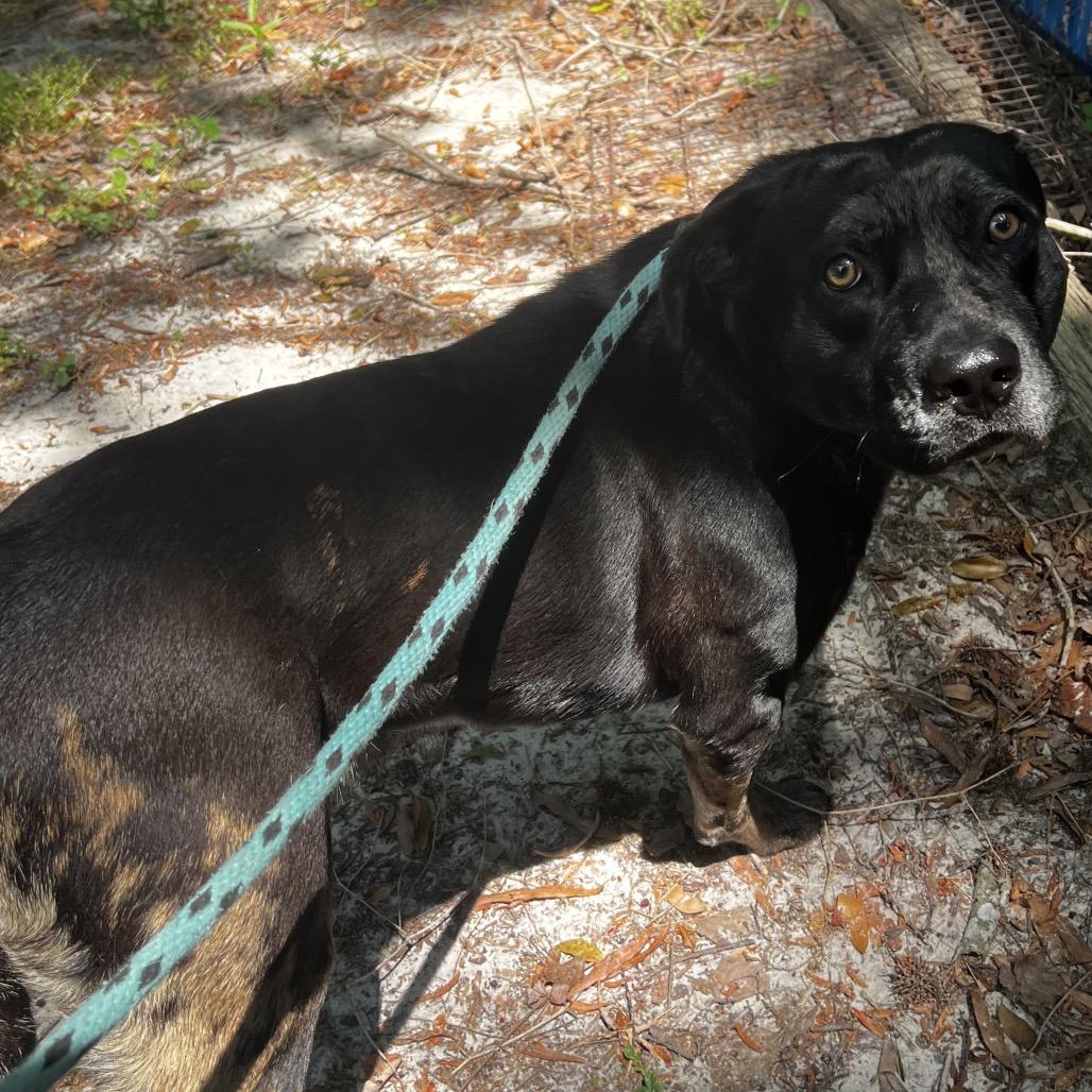 Ledger, Adoptable, Adult Male Mixed Breed.