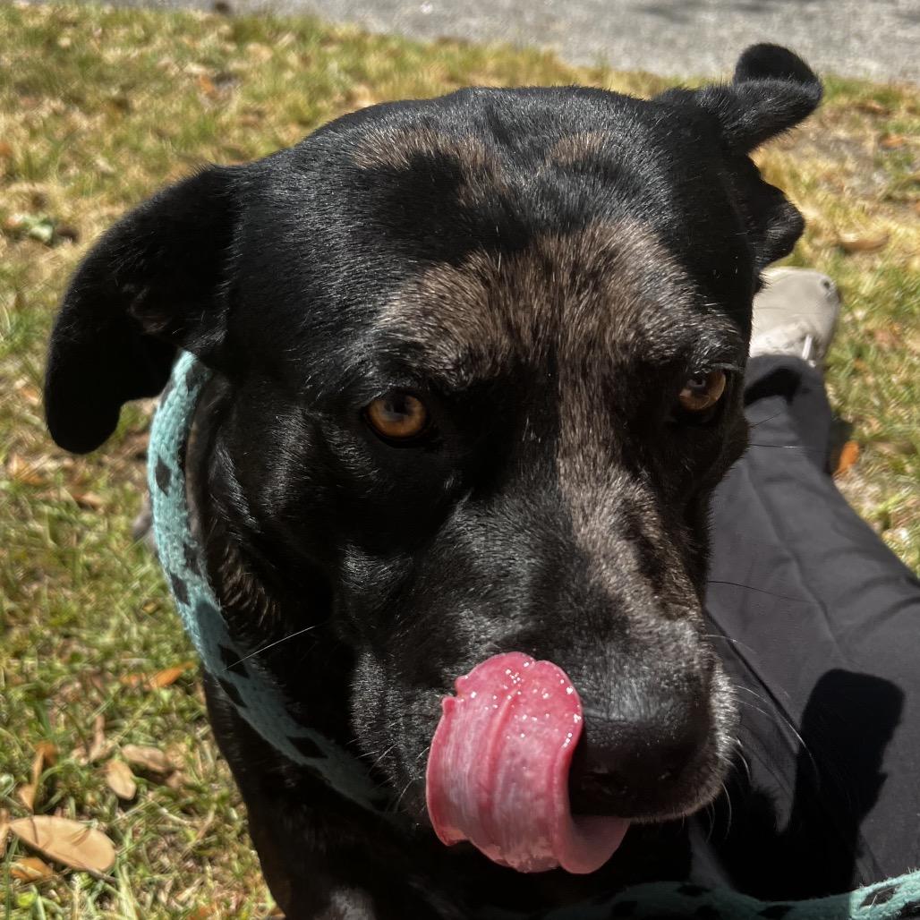 Enlarge Ledger, a Adoptable Mixed Breed in Summerville, SC image 2/6