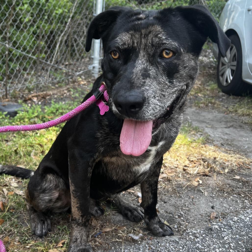 Enlarge Ledger, a Adoptable Mixed Breed in Summerville, SC image 3/6
