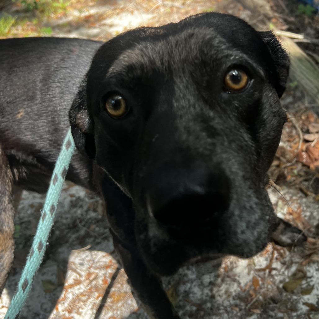 Enlarge Ledger, a Adoptable Mixed Breed in Summerville, SC image 4/6