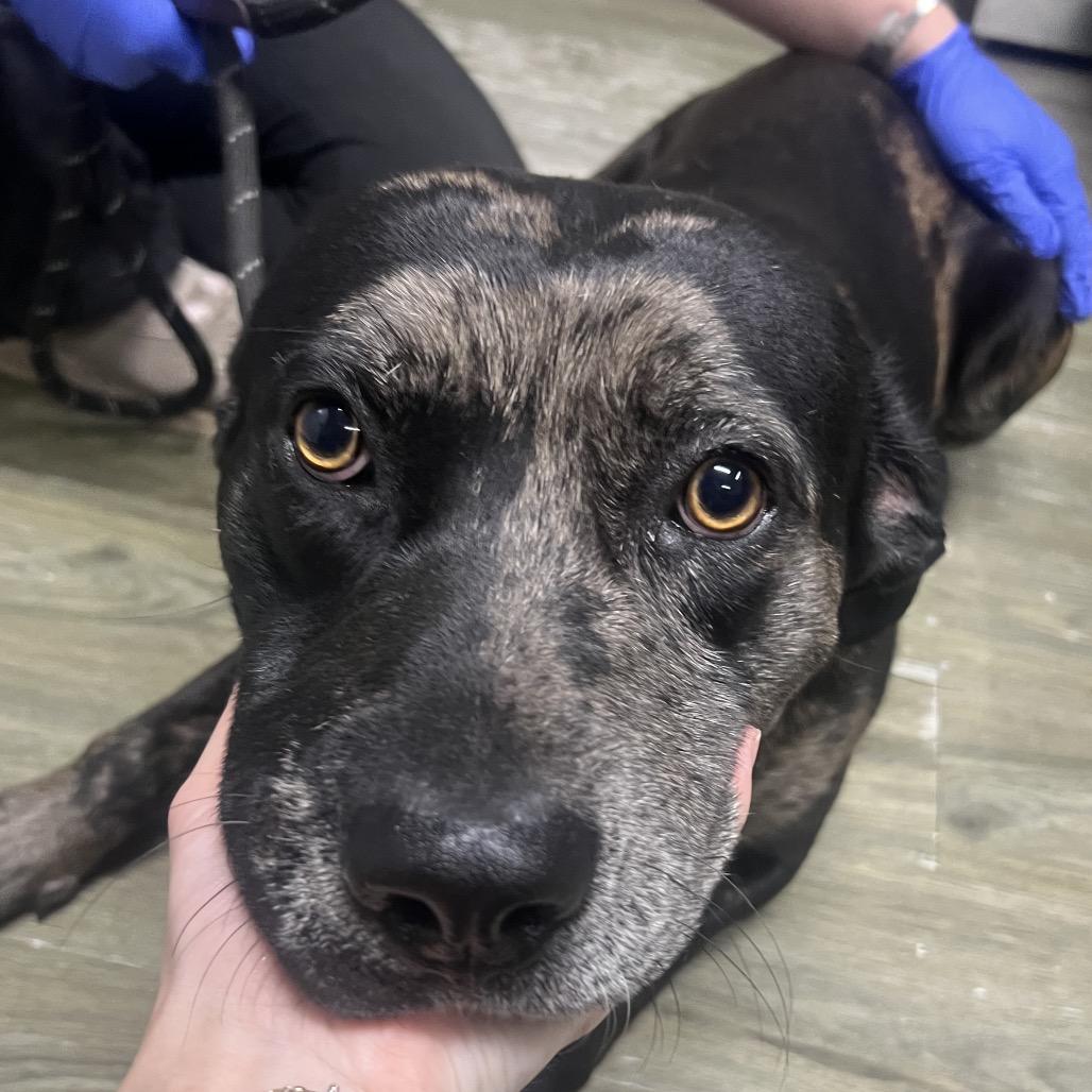 Enlarge Ledger, a Adoptable Mixed Breed in Summerville, SC image 5/6