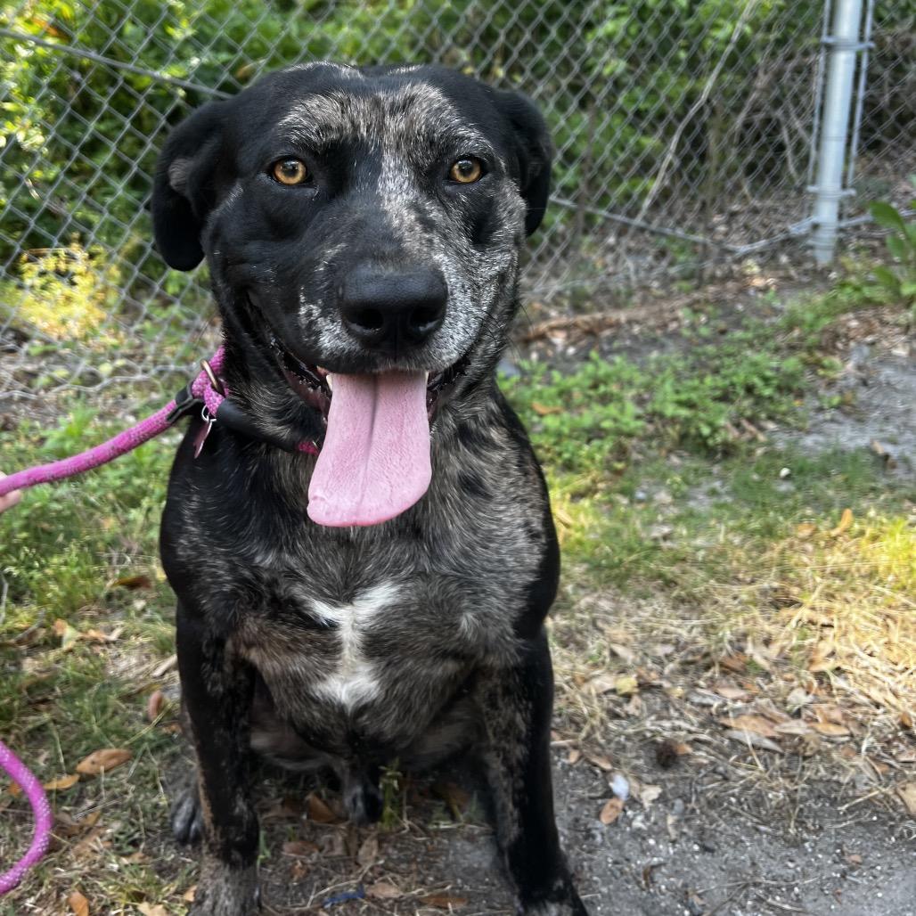 Enlarge Ledger, a Adoptable Mixed Breed in Summerville, SC image 6/6