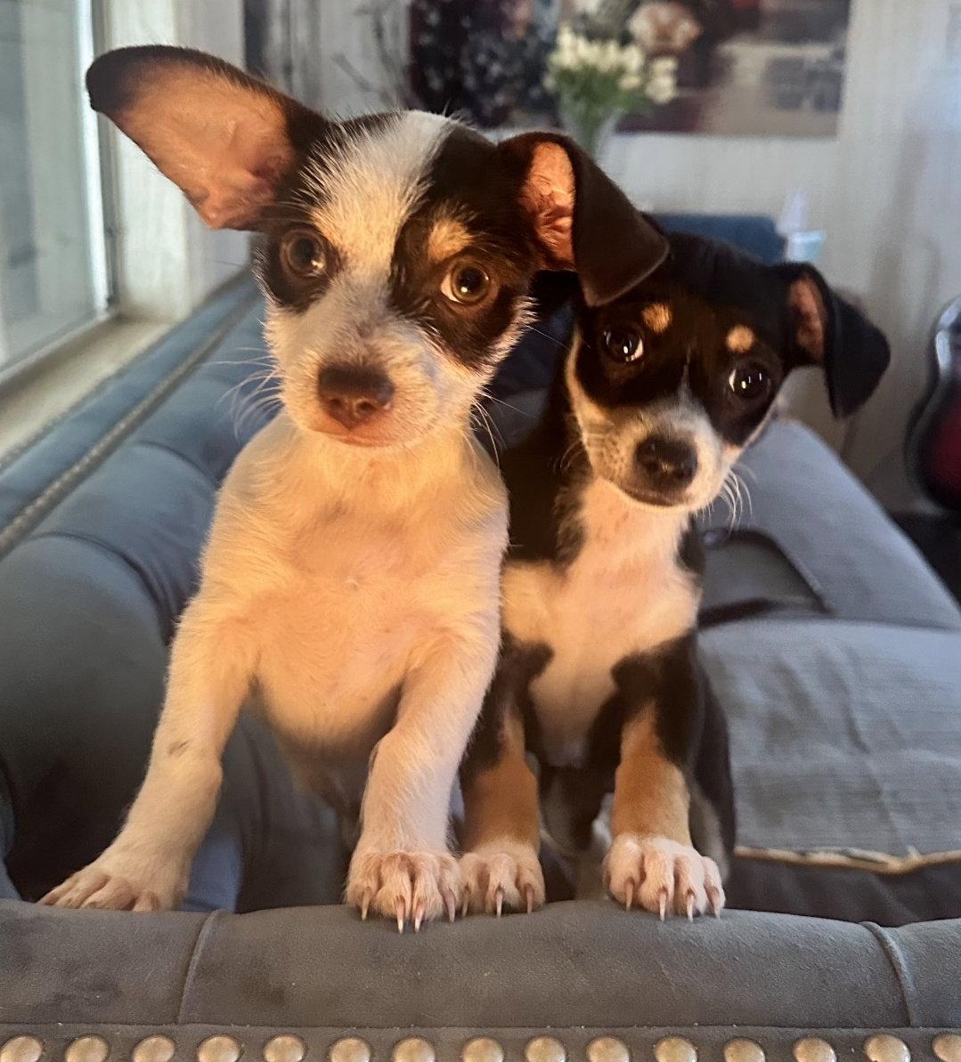 Enlarge Cookie, a Adoptable Chihuahua in Royal Palm Beach, FL image 2/2