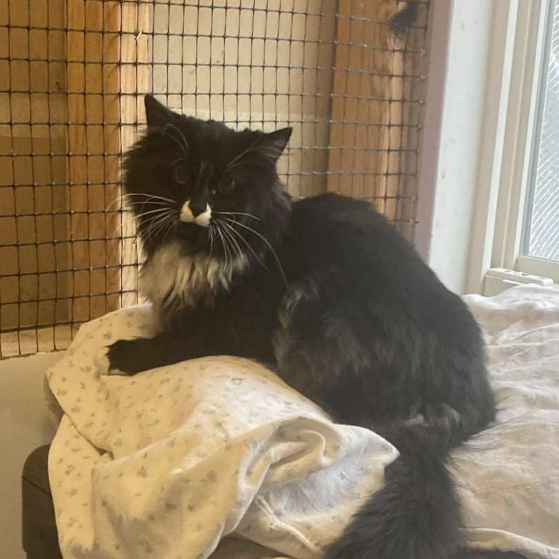 Enlarge Pepper, an adopted Domestic Long Hair in St. Marys, WV image 2/3