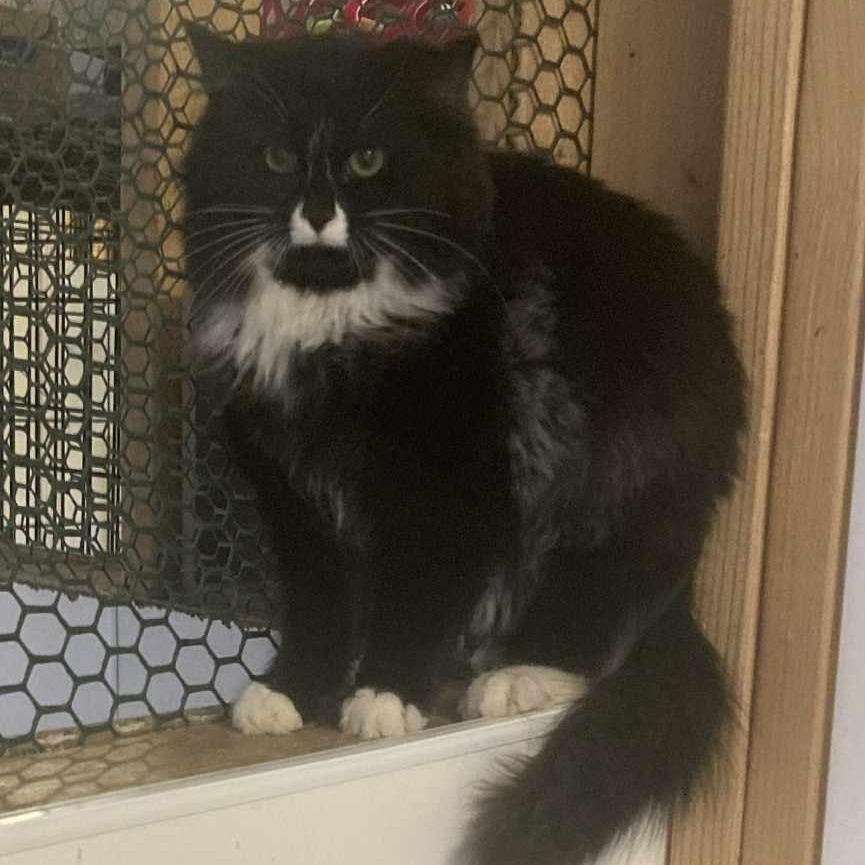 Enlarge Pepper, an adopted Domestic Long Hair in St. Marys, WV image 1/3