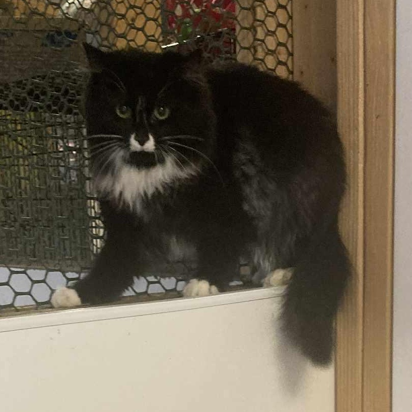 Enlarge Pepper, an adopted Domestic Long Hair in St. Marys, WV image 3/3