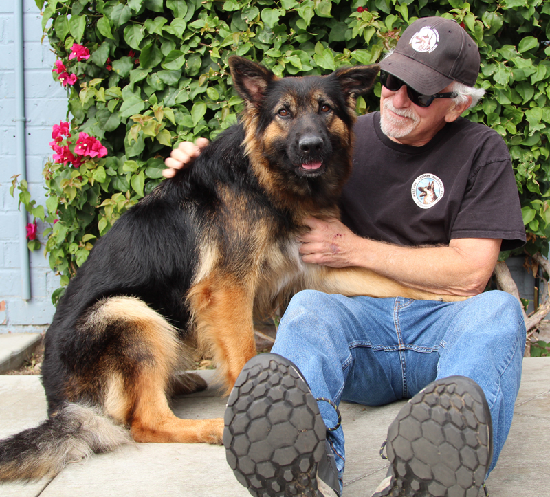 Petal von Pima, an adoptable German Shepherd Dog in Los Angeles, CA image 5/6
