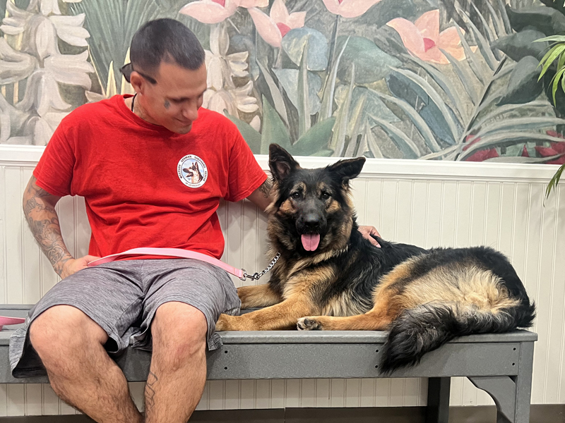 Petal von Pima, an adoptable German Shepherd Dog in Los Angeles, CA image 3/6